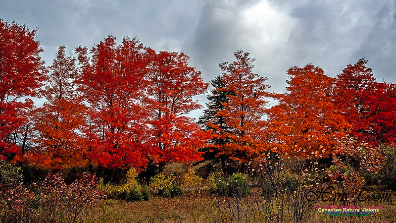 Nova Scotia Scenes 609