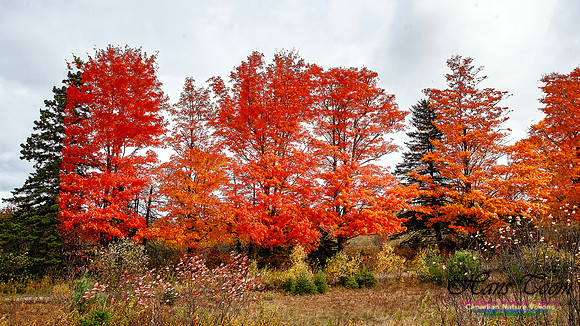Nova Scotia Scenes 608