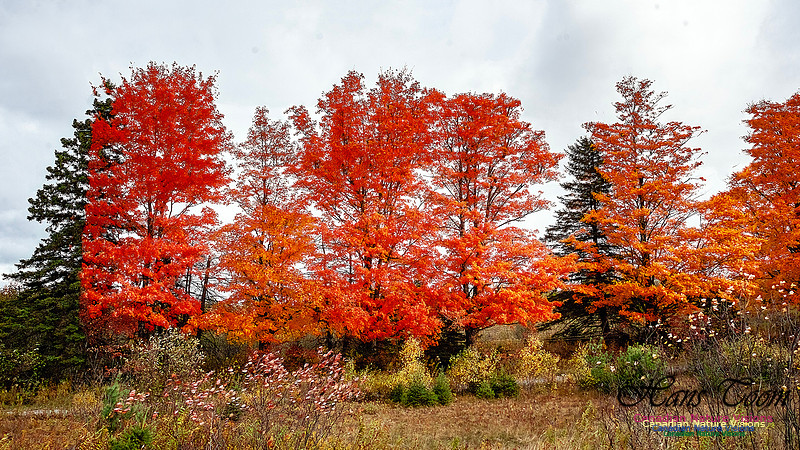 Nova Scotia Scenes 608