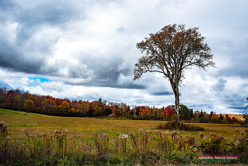 Nova Scotia Scenes 617