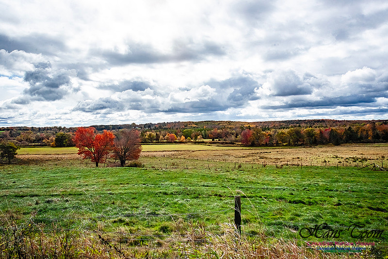 Nova Scotia Scenes 619