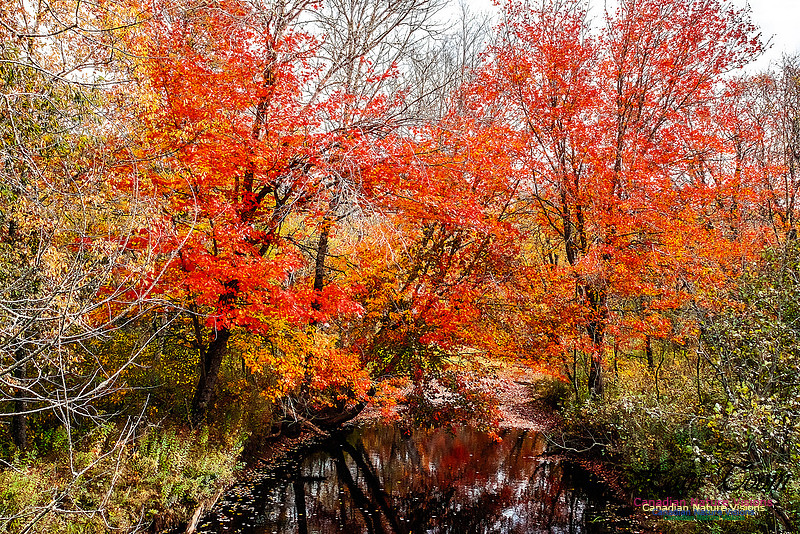 Nova Scotia Scenes 616
