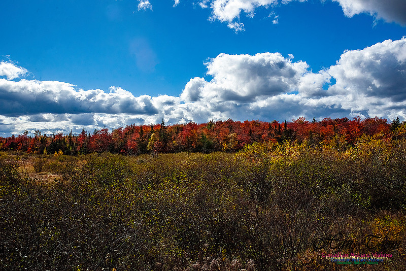 Nova Scotia Scenes 621