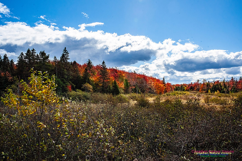 Nova Scotia Scenes 622