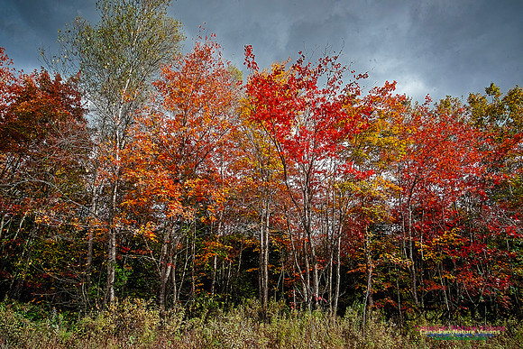Nova Scotia Scenes 623
