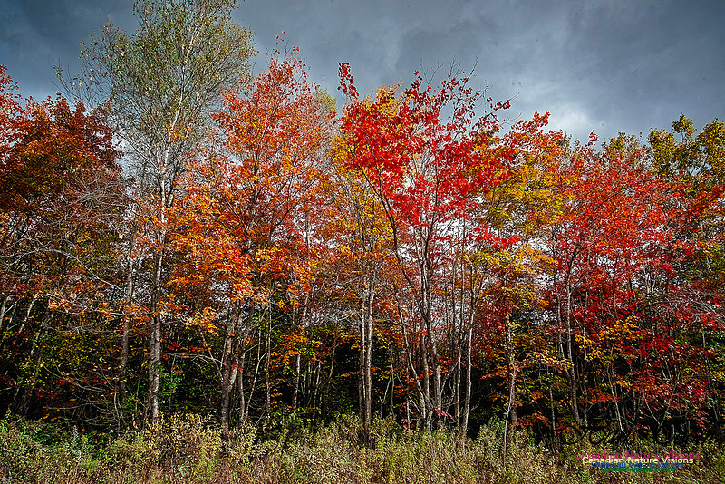Nova Scotia Scenes 623