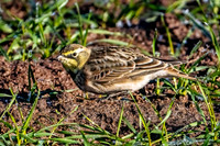 Horned Lark