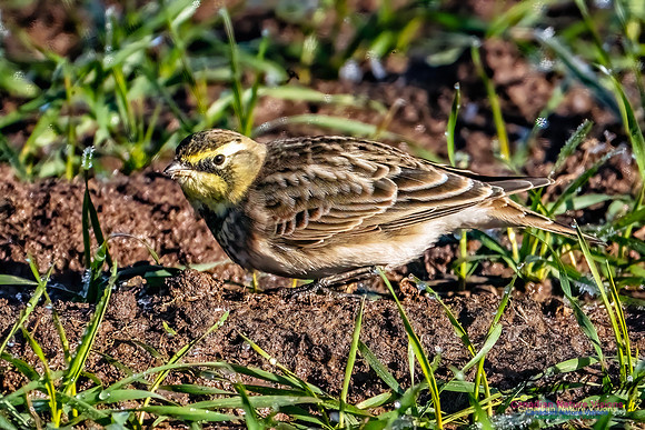 Horned Lark 302