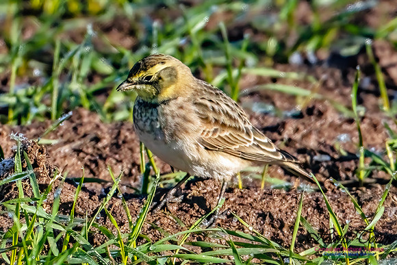 Horned Lark 301