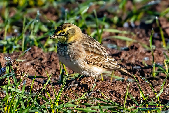 Horned Lark 301 copy