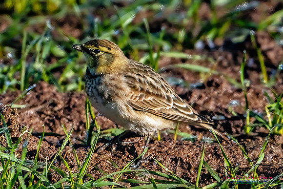 Horned Lark 300 copy