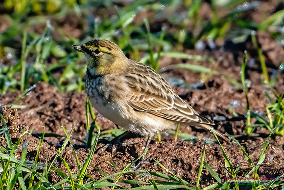 Horned Lark 300