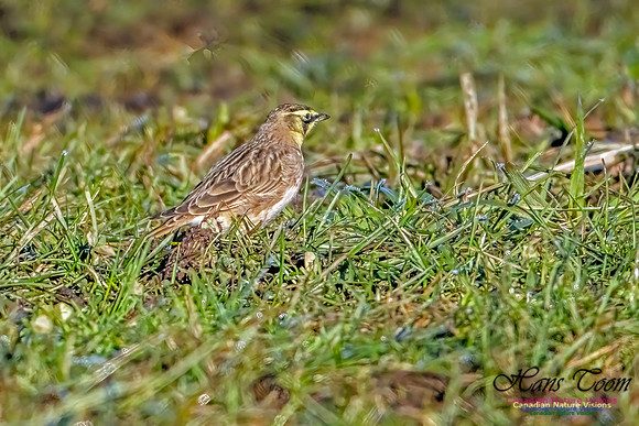 Horned Lark 304