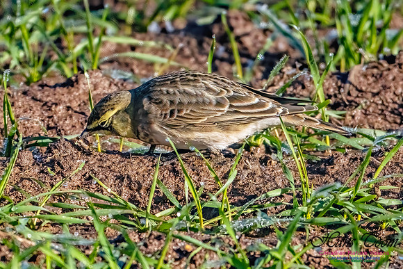 Horned Lark 303
