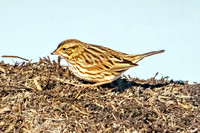 American Pipit