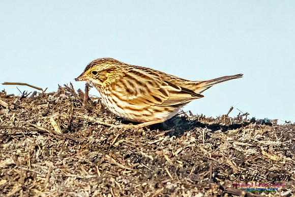 American Pipit 300