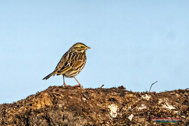 American Pipit 304