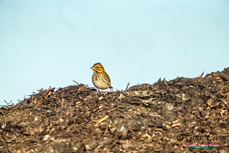 American Pipit 307
