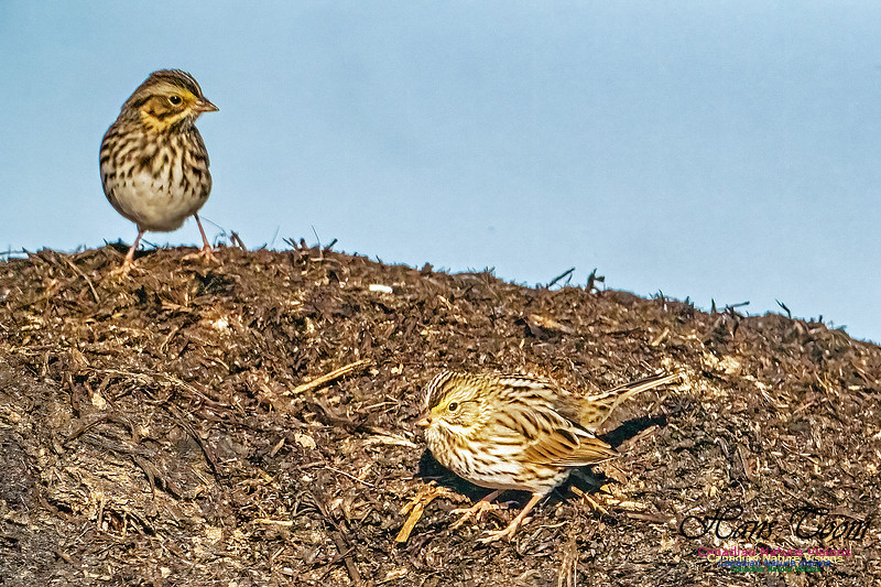 American Pipit 303