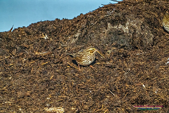 American Pipit 302