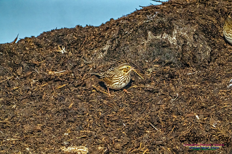 American Pipit 302