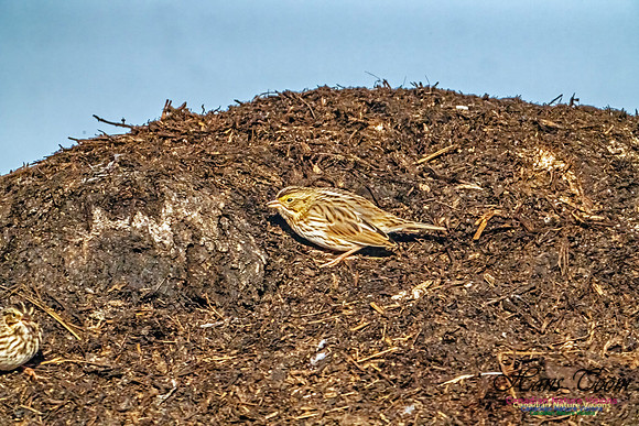 American Pipit 301