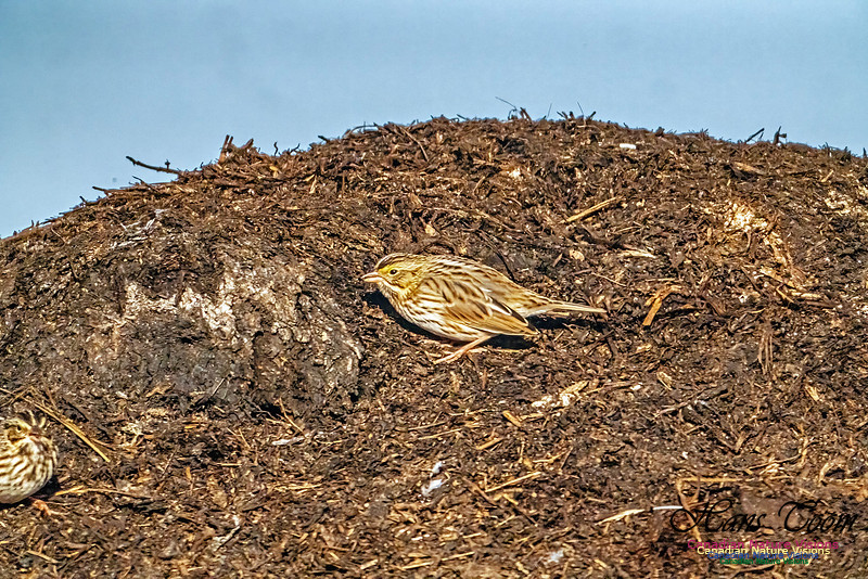 American Pipit 301