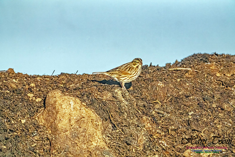 American Pipit 305