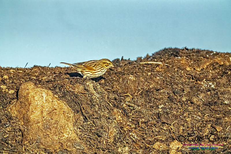 American Pipit 306