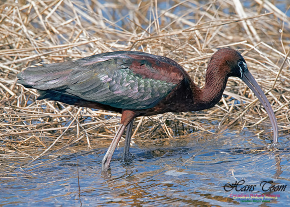 Glossy Ibis 9