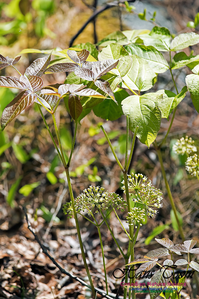 Sarsaparilla