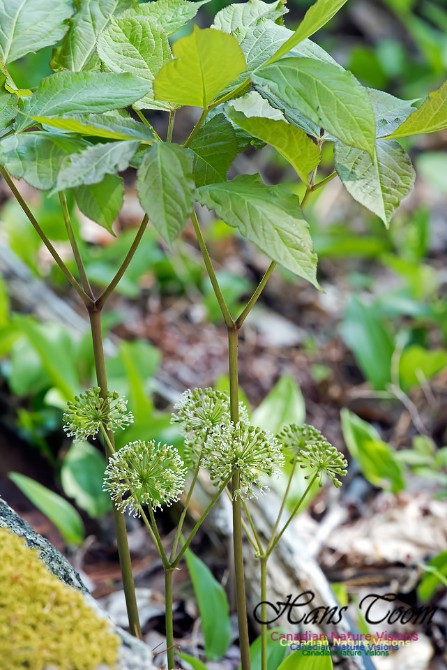 Sarsaparilla