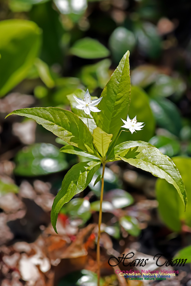 Starflower