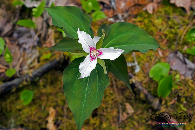 Painted Trillium