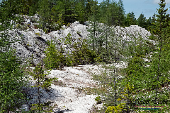 Gypsum Forest