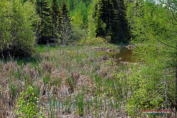 Gypsum Forest