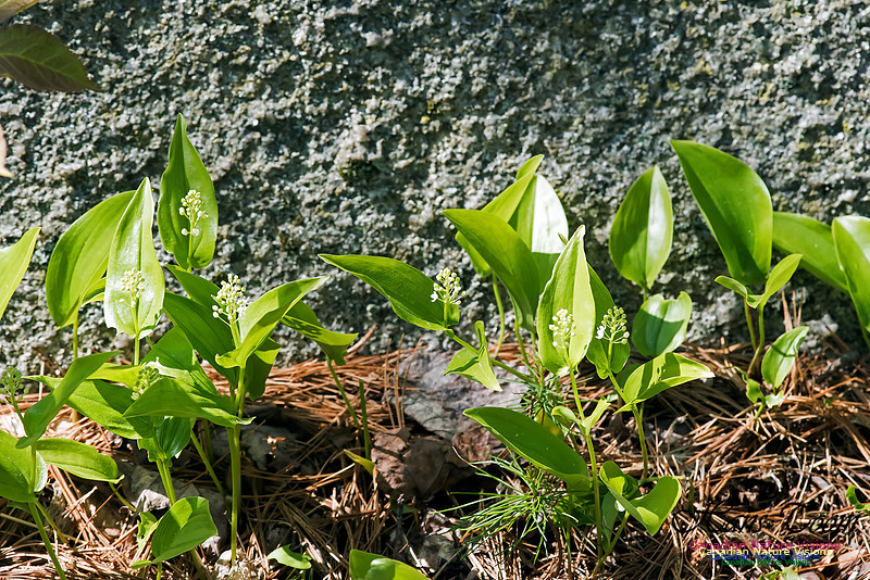 Lily of the Valley