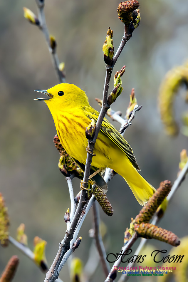 Yellow Warbler