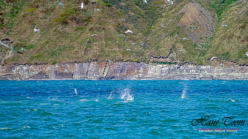 St. Vincent Whales and Gannets 102