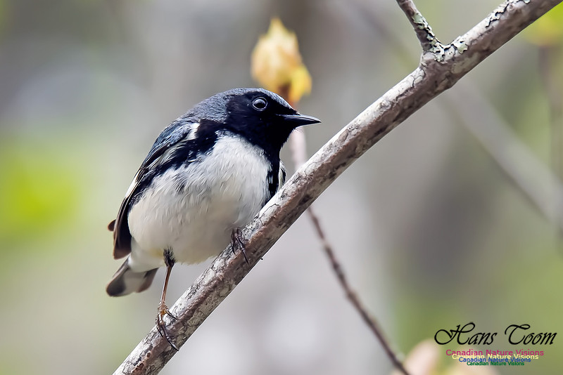 Black-throated Blue Warbler
