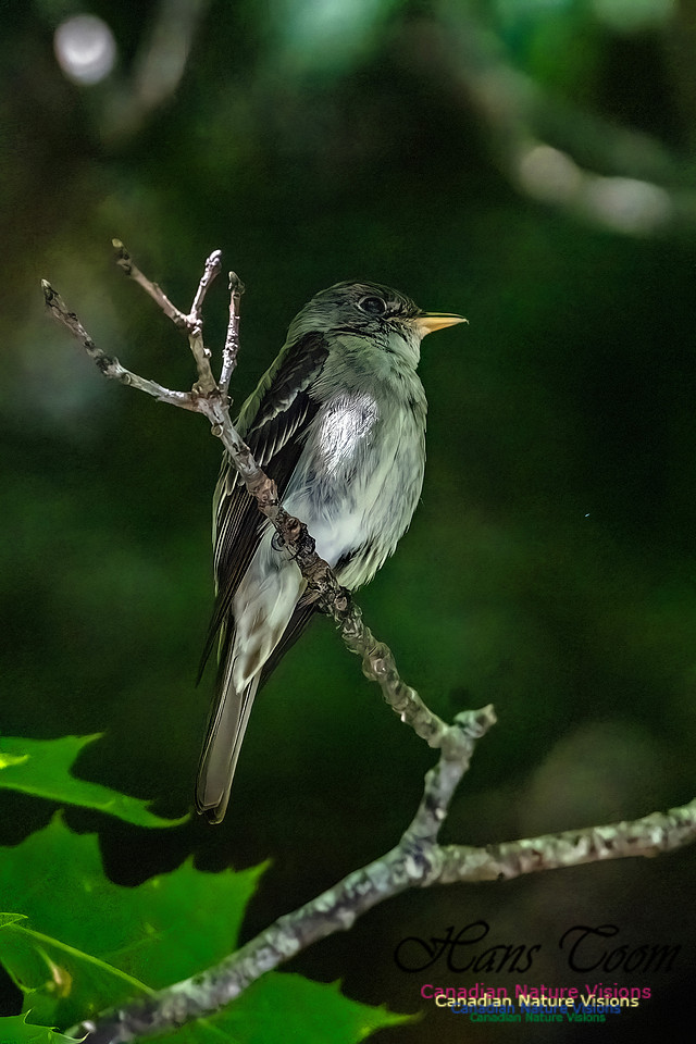 Eastern Wood Pewee 302