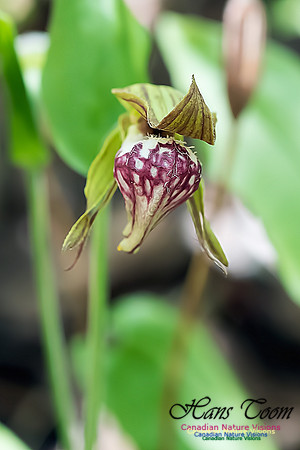 Ram's Head Orchid
