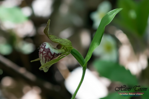 Ram's Head Orchid