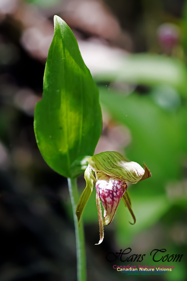 Ram's Head Orchid