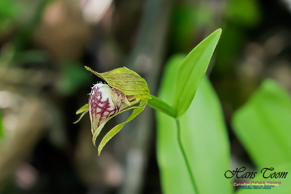 Ram's Head Orchid