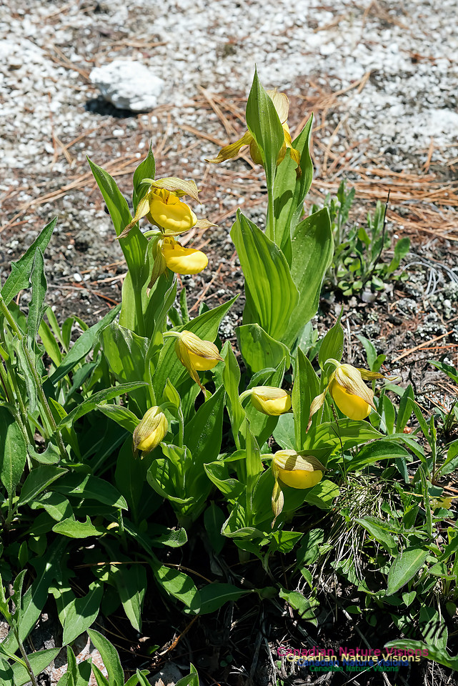 Yellow Lady's-slipper Orchid