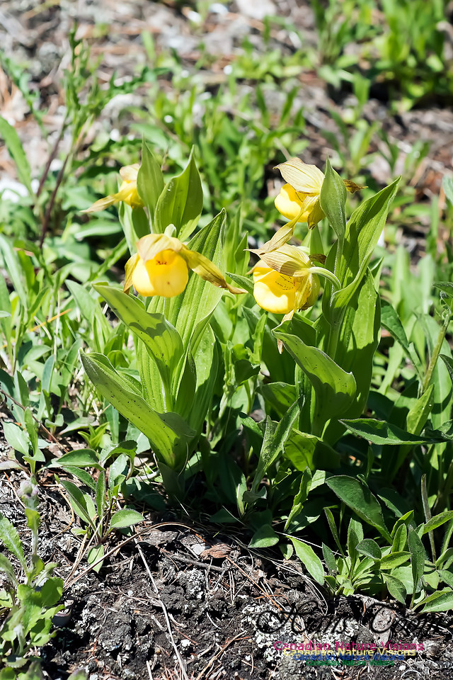 Yellow Lady's-Slipper Orchid