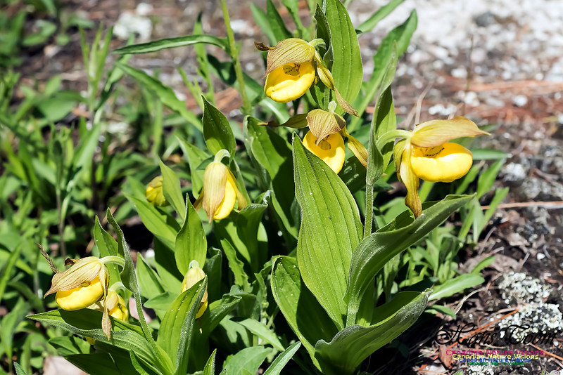Yellow Lady's-Slipper Orchid