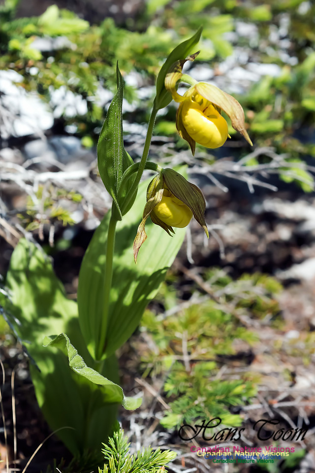 Yellow Lady's-Slipper Orchid