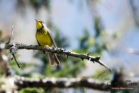 Canada Warbler